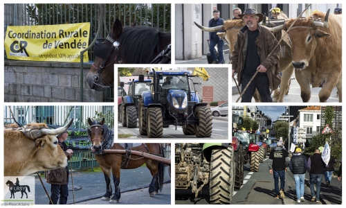 La Roche-sur-Yon. Agriculteurs : une opération escargot avec des tracteurs, bœufs et cheval contre l’augmentation de la taxation du Gazole Non Routier (GNR).