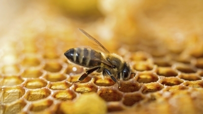 cmj_abeille_20170528_1336659786