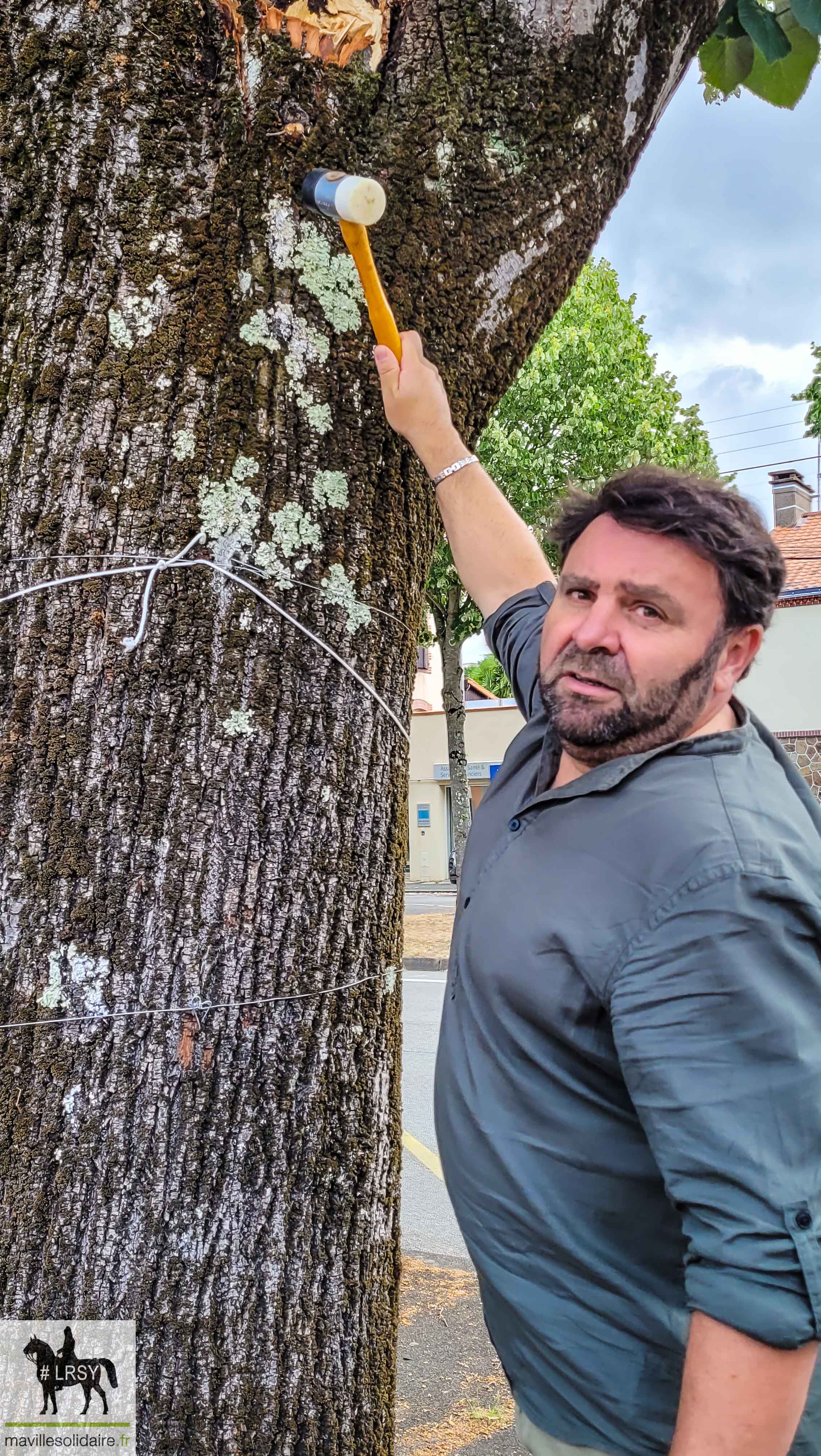 Arbre La Roche sur Yon LRSY mavillesolidaire.fr 2