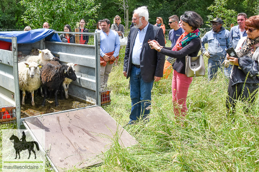 Brebis Landes de Bretagne de la ferme du Loriot cimetière de la Péronnière 3 sur 5