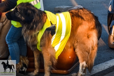 gilet jaune 19 nov 20181119 1065983667